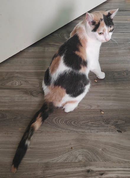 Lady