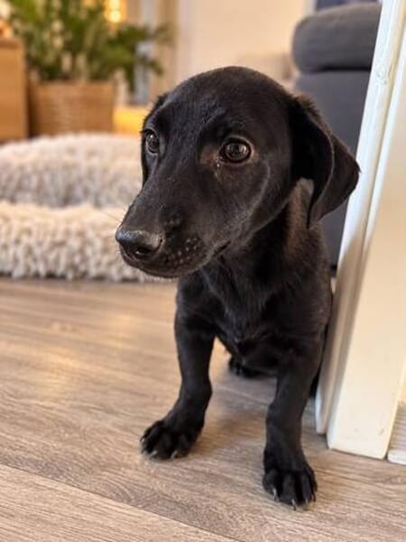 Mini-Mäuschen CHIARA sucht ihr großes Glück!