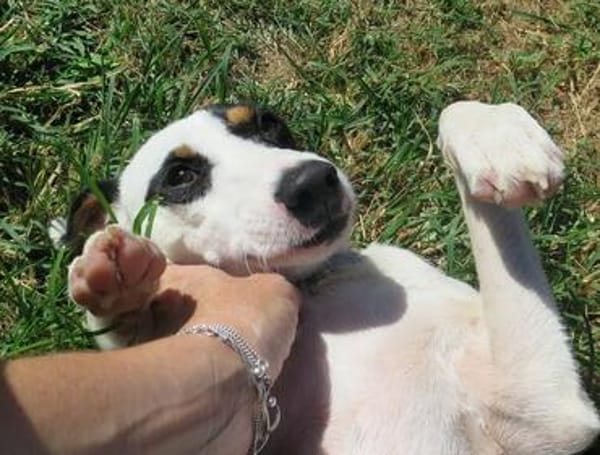 Olimpo sucht sein großes Glück  ein liebevolles Zuhause