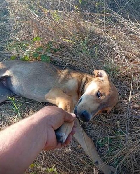 🐾 Junghund Mara sucht seine Menschen fürs Leben🐾