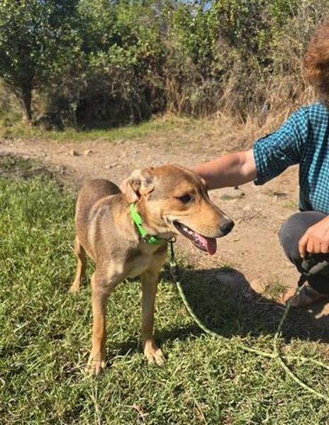 🐾 Junghund Mara sucht seine Menschen fürs Leben🐾