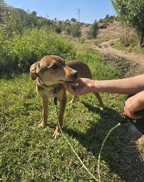 🐾 Junghund Mara sucht seine Menschen fürs Leben🐾