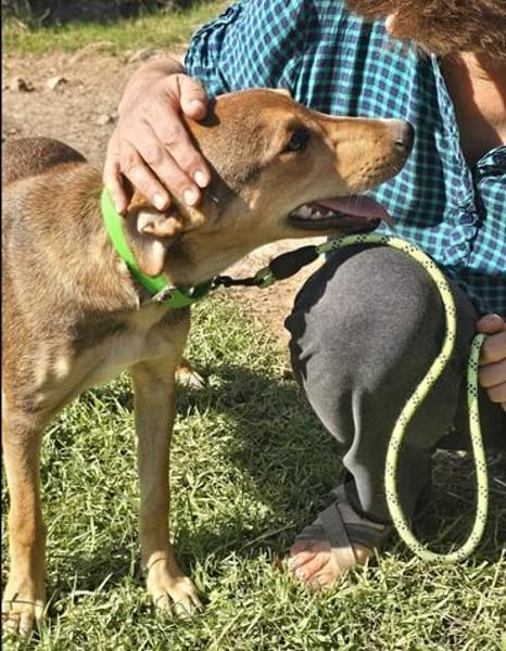 🐾 Junghund Mara sucht seine Menschen fürs Leben🐾