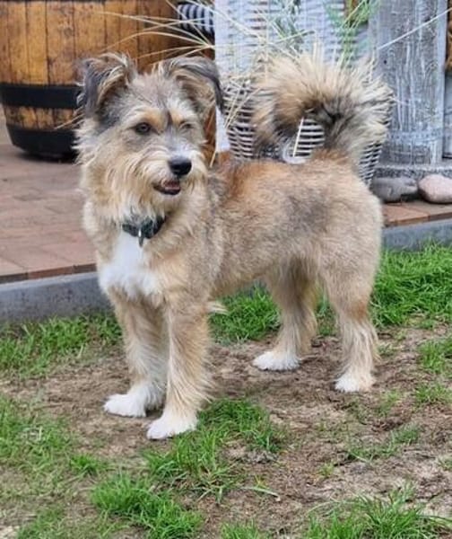Luna sucht ihre Familie