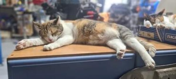 Emma Glückskeks sucht Jackpot