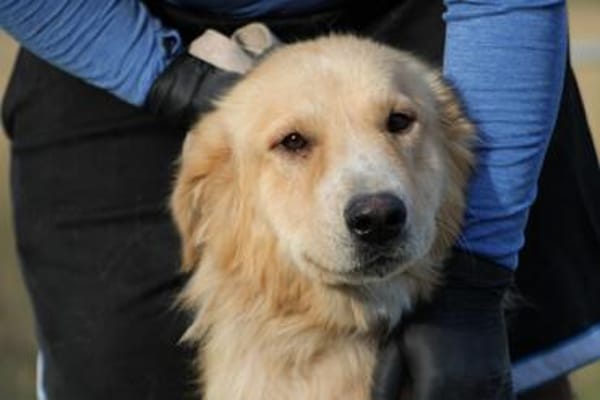 Jazz - kinderlieber Familienhund