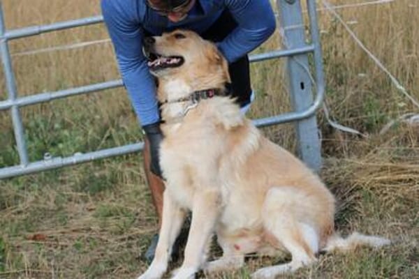 Jazz - kinderlieber Familienhund