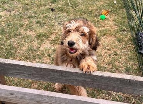 Wer möchte Armin sein ❤ schenken?