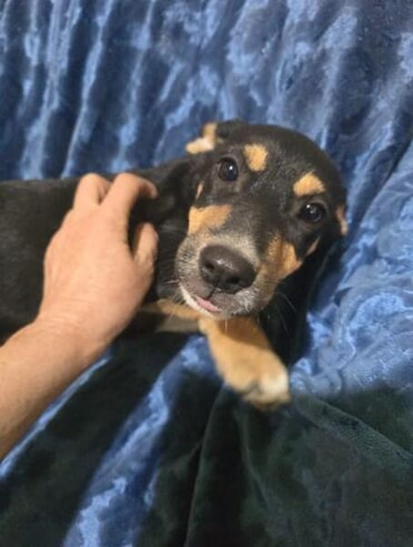🐾 Welpe Vigo sucht sein Für-immer-Zuhause! 🏡❤