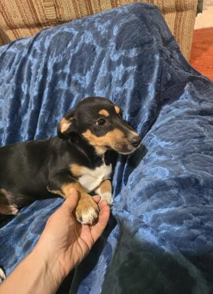 🐾 Welpe Vigo sucht sein Für-immer-Zuhause! 🏡❤