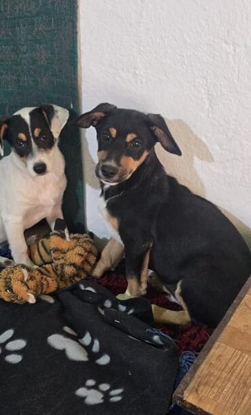 🐾 Welpe Vigo sucht sein Für-immer-Zuhause! 🏡❤