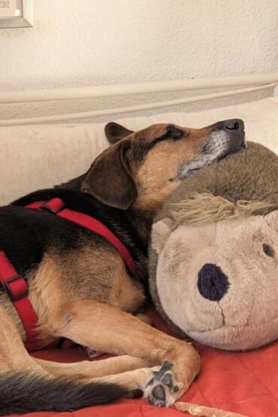 OldLady ♥Molly♥ liebevolle gesellige Seele einer Seniorin