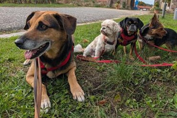 OldLady ♥Molly♥ liebevolle gesellige Seele einer Seniorin