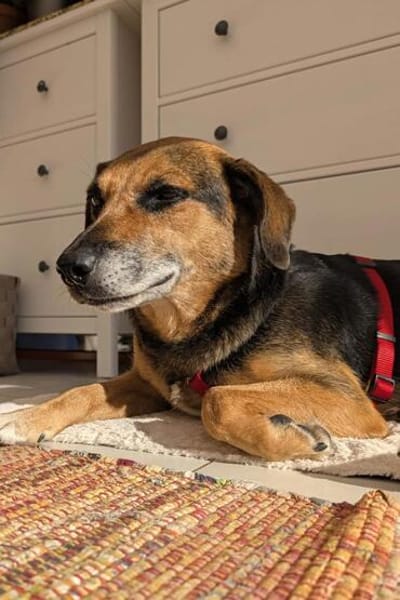OldLady ♥Molly♥ liebevolle gesellige Seele einer Seniorin