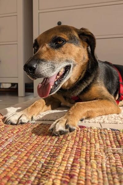 OldLady ♥Molly♥ liebevolle gesellige Seele einer Seniorin
