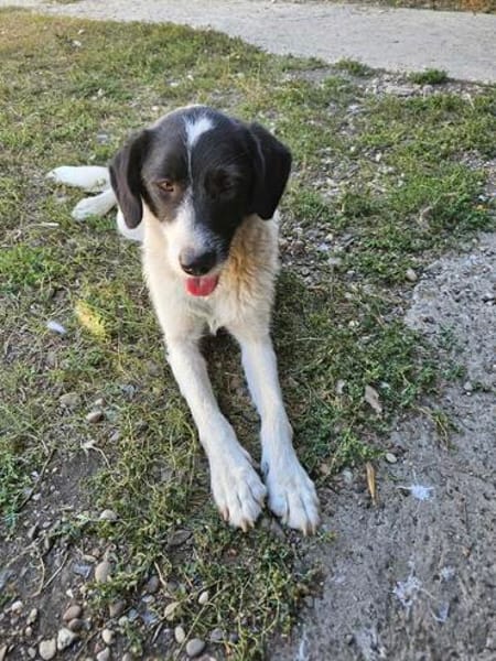 CIRCE ... SUCHT EIN ZUHAUSE