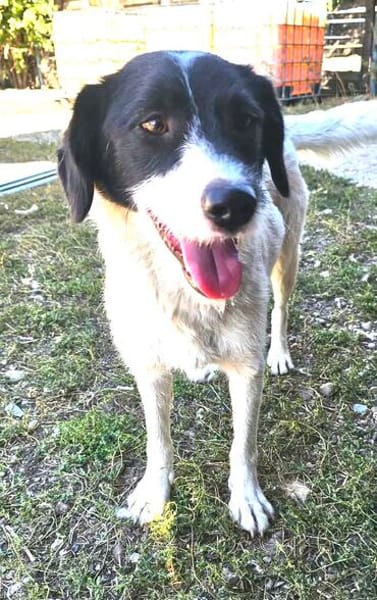 CIRCE ... SUCHT EIN ZUHAUSE