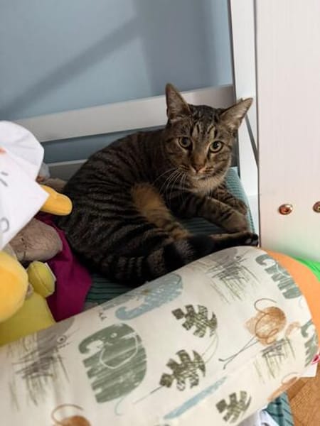 Gras unter den Pfoten: Malte in Flörsheim