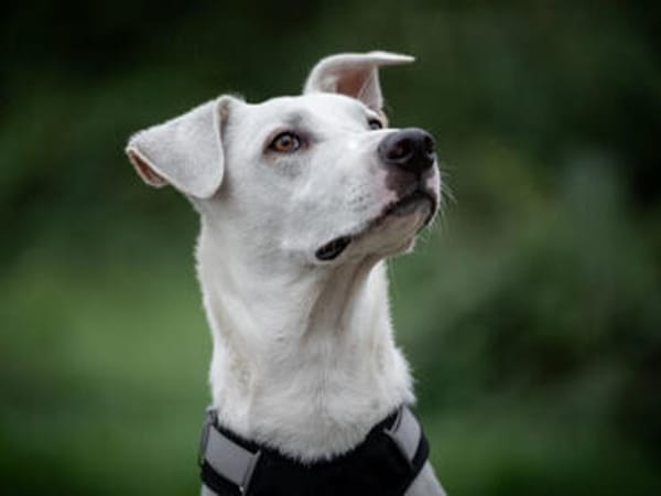 Geben Sie Artemis eine Chance?