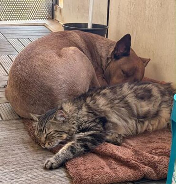 Kuschelbär Kuno wartet auf seine Menschen!