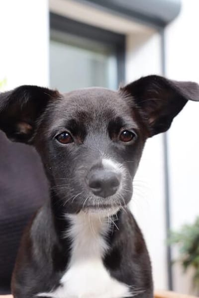 Verspielte Junghündin POPPY sucht ihr Zuhause!