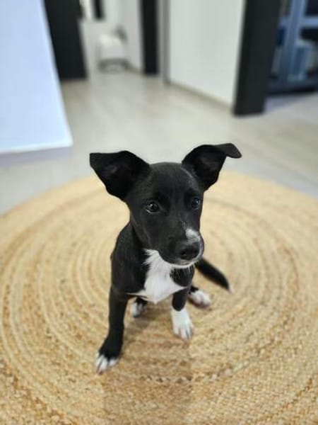 Verspielte Junghündin POPPY sucht ihr Zuhause!