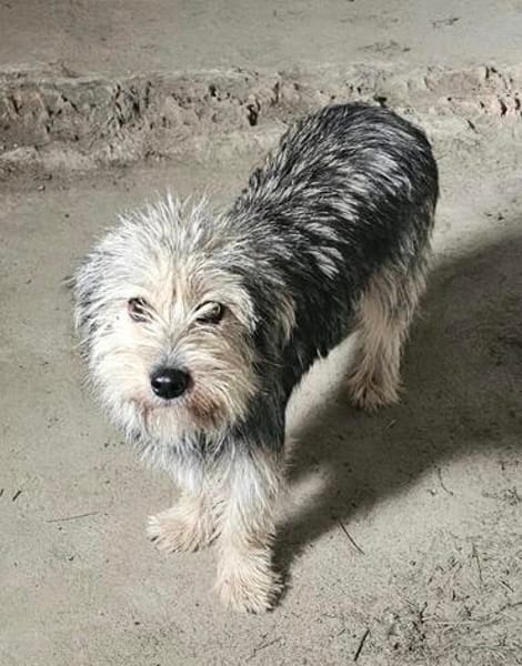 Kaya ... kleine Wuschelhündin wartet auf DICH