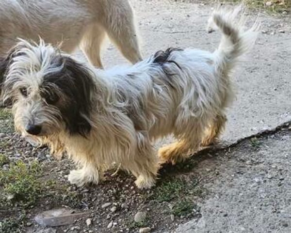 Fridolin ... wunderschön und auf der Suche