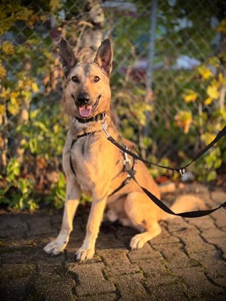 Grinder  cleverer Schäferhund-Mix sucht Zuhause