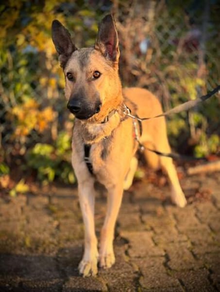 Grinder  cleverer Schäferhund-Mix sucht Zuhause