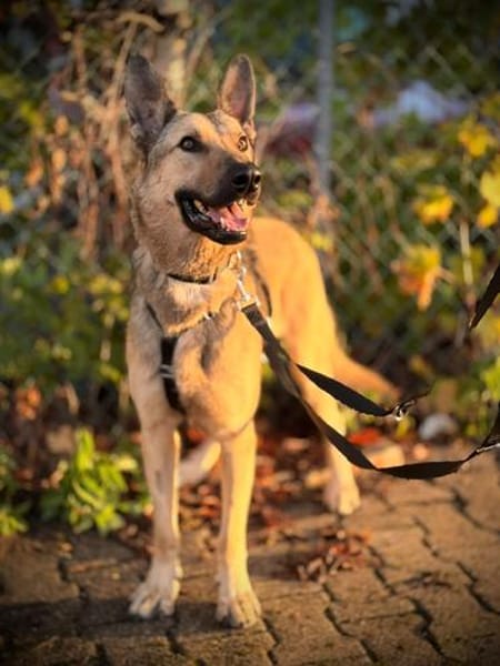Grinder  cleverer Schäferhund-Mix sucht Zuhause