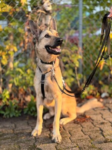 Grinder  cleverer Schäferhund-Mix sucht Zuhause