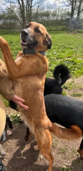 Nala von kettenlos