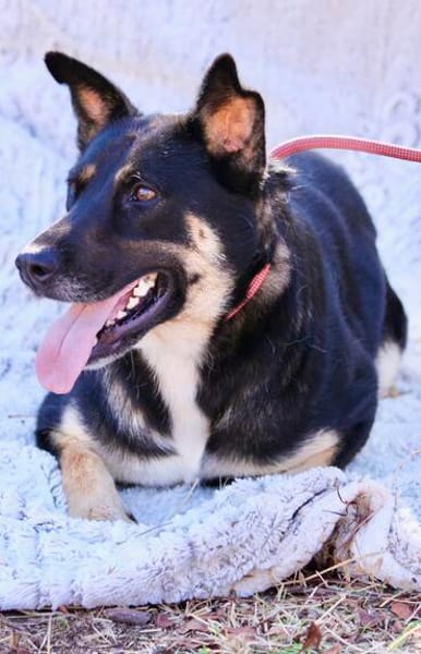 Spiky (Kreta)-Freundliche & fröhliche Hündin sucht ihr Für-I