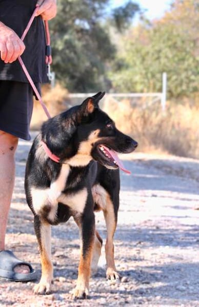 Spiky (Kreta)-Freundliche & fröhliche Hündin sucht ihr Für-I