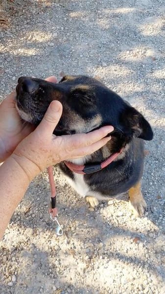Spiky (Kreta)-Freundliche & fröhliche Hündin sucht ihr Für-I