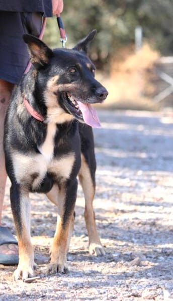 Spiky (Kreta)-Freundliche & fröhliche Hündin sucht ihr Für-I