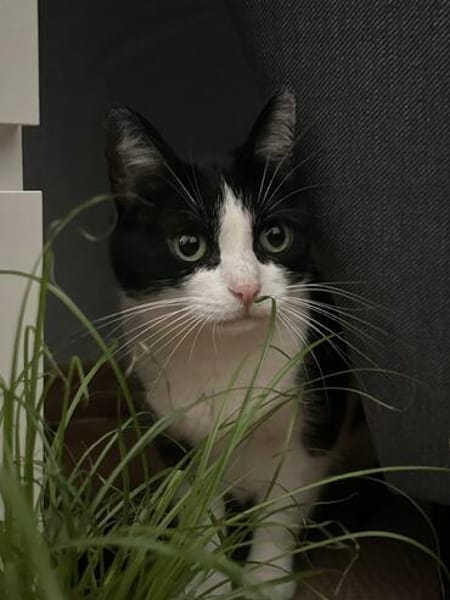 Neugierige Katze TINKA sucht Zuhause mit Freigang!