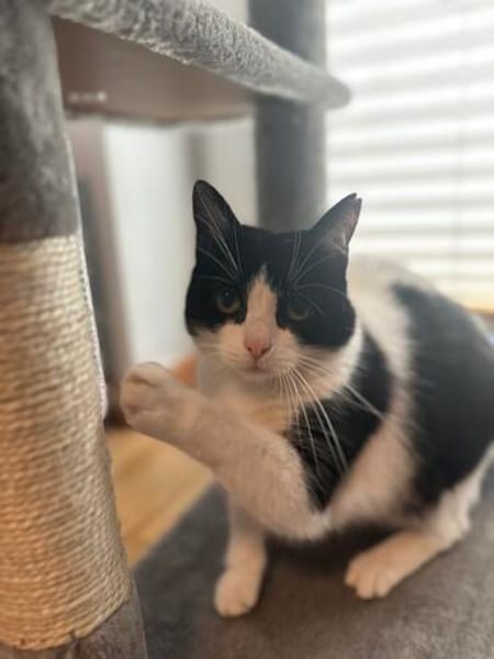 Neugierige Katze TINKA sucht Zuhause mit Freigang!