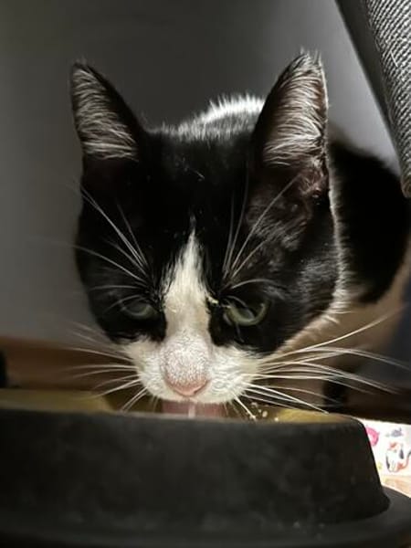 Neugierige Katze TINKA sucht Zuhause mit Freigang!