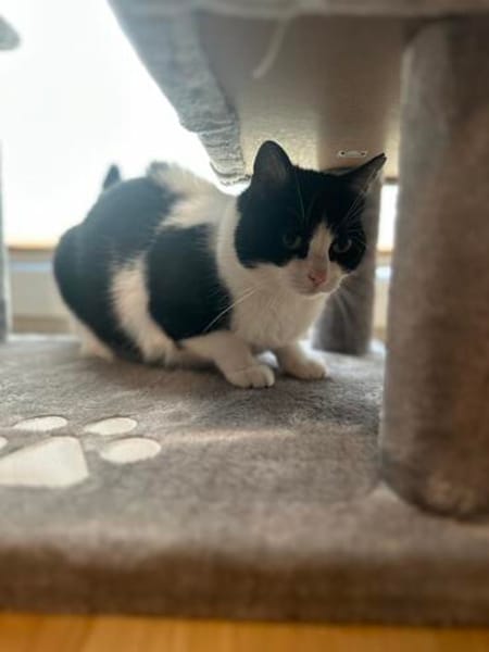 Neugierige Katze TINKA sucht Zuhause mit Freigang!