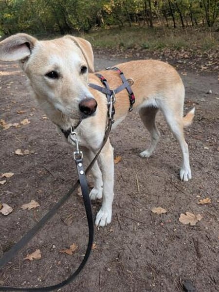 Laika - die schüchterne verträgliche Hündin