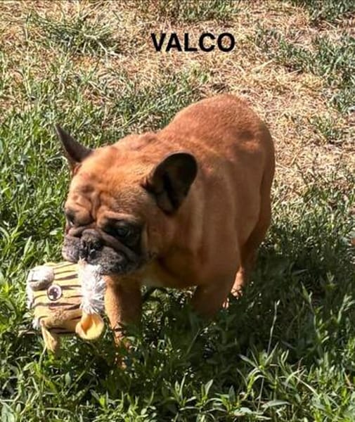 Valco  Ein Herz auf vier Pfoten wartet auf sein großes Glü