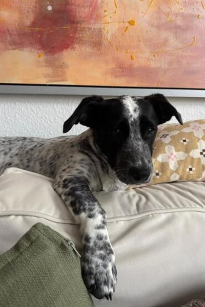 Junghund ♥JONI♥ freundlich, fröhlich wartet in 04157 Leipzig