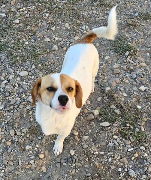 NELLY sucht 4ever home