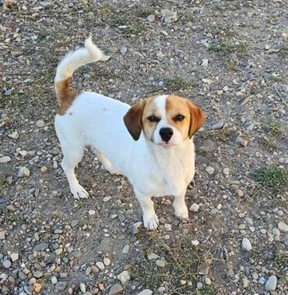 NELLY sucht 4ever home