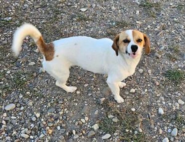 NELLY sucht 4ever home