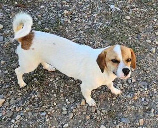 NELLY sucht 4ever home