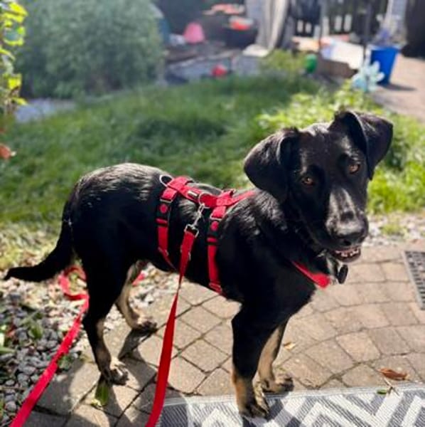 Klopfer  cleverer Junghund sucht Zuhause