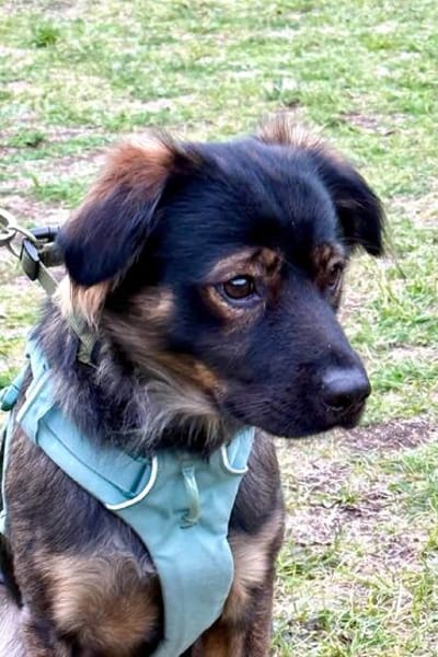 Der hübsche Moritz sucht ein neues Zuhause!